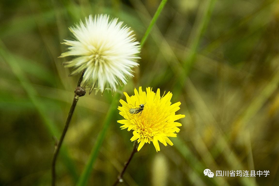 在心中開一朵花，清幽而淡雅1.jpg